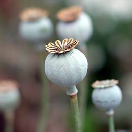 Loki-Schmidt-Garten, 2014-07-27