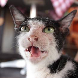 Luang Prabang, 2009-03-04