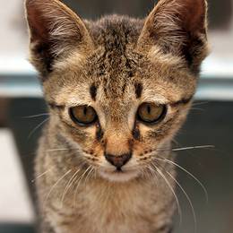 Luang Prabang, 2009-03-07