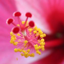 Malapascua Island, 2009-12-25